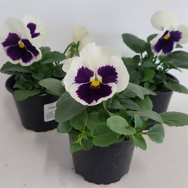 Горшечные цветы и растения оптом Viola Colossus White With Blotch от 12шт из Голландии с доставкой по России