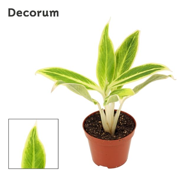 Горшечные цветы и растения оптом Aglaonema Lipstick Green (decorum) от 18шт из Голландии с доставкой по России