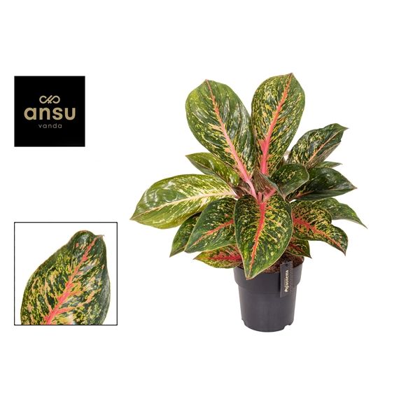 Горшечные цветы и растения оптом Aglaonema Lychee Red от 3шт из Голландии с доставкой по России