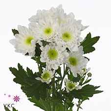 Срезанные цветы оптом Chrys sp radost от 20шт. из Голландии с доставкой по России