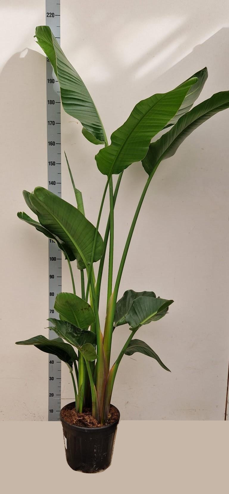 Горшечные цветы и растения оптом Strelitzia Alba от 1шт из Голландии с доставкой по России