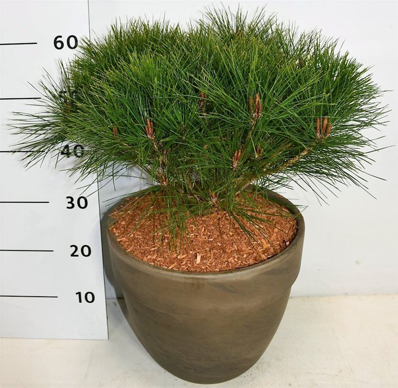 Горшечные цветы и растения оптом Pinus Dens Alice Verkade In Terra Cotta от 1шт из Голландии с доставкой по России