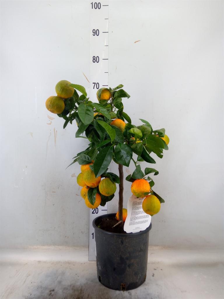 Горшечные цветы и растения оптом Citrus Limetta от 1шт (для телеги) из Голландии с доставкой по России