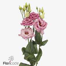 Срезанные цветы оптом Lisianthus do alissa rosee от 20шт из Голландии с доставкой по России
