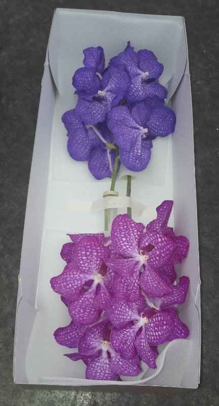 Срезанные цветы оптом Vanda duo box от 16шт из Голландии с доставкой по России