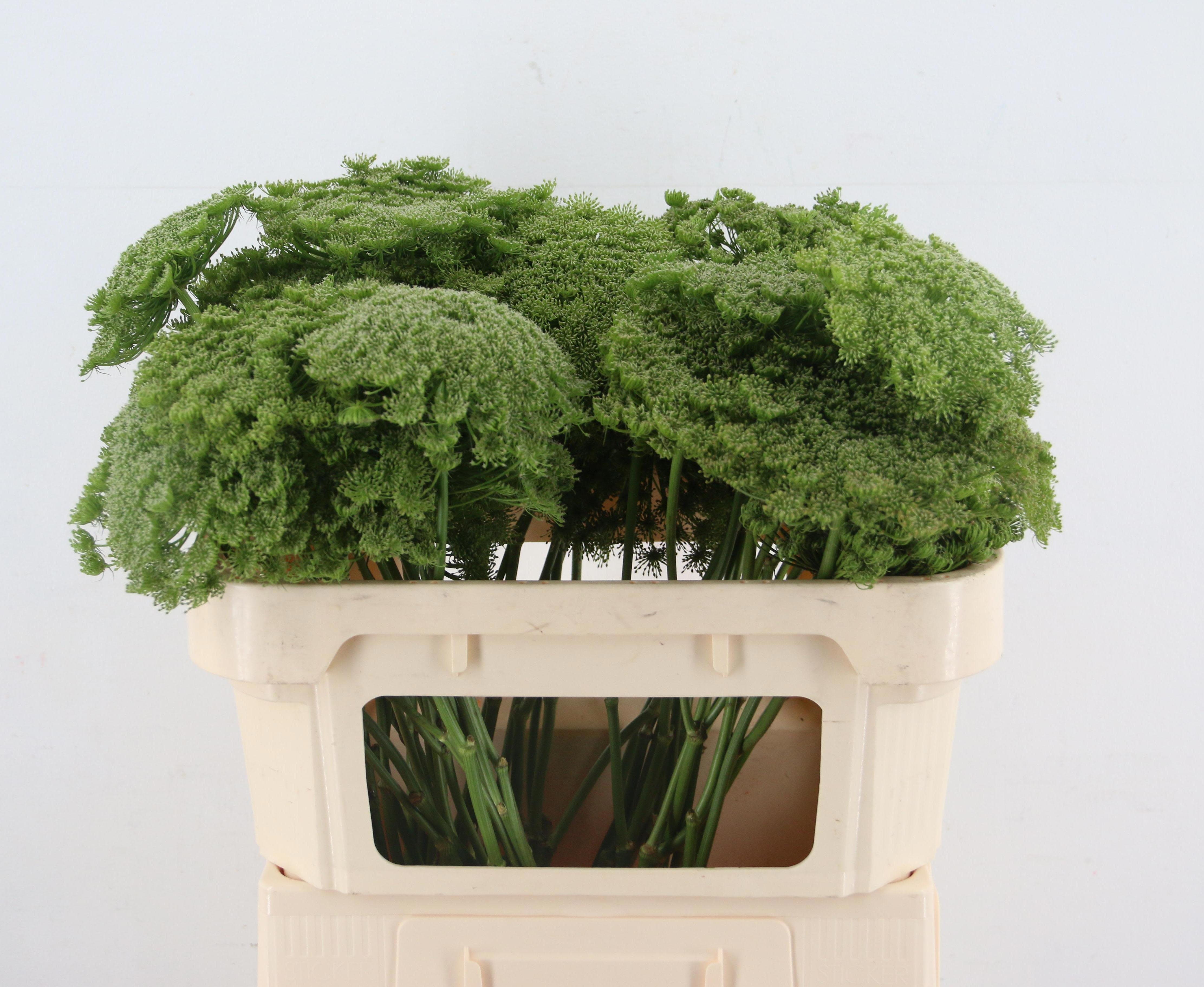 Срезанные цветы оптом Ammi visnaga green mist от 50шт из Голландии с доставкой по России