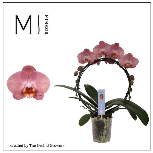 Горшечные цветы и растения оптом Phal 2st Moon Pink 16+ (orchid Growers) от 4шт из Голландии с доставкой по России