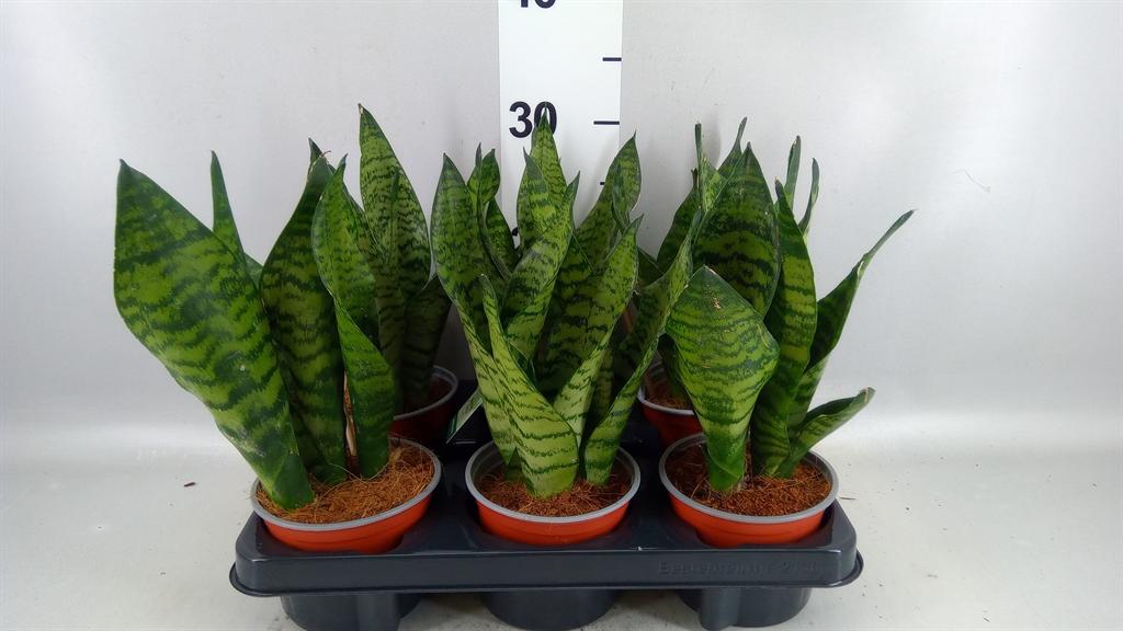 Горшечные цветы и растения оптом Sansevieria Trifa. black Coral от 6шт из Голландии с доставкой по России