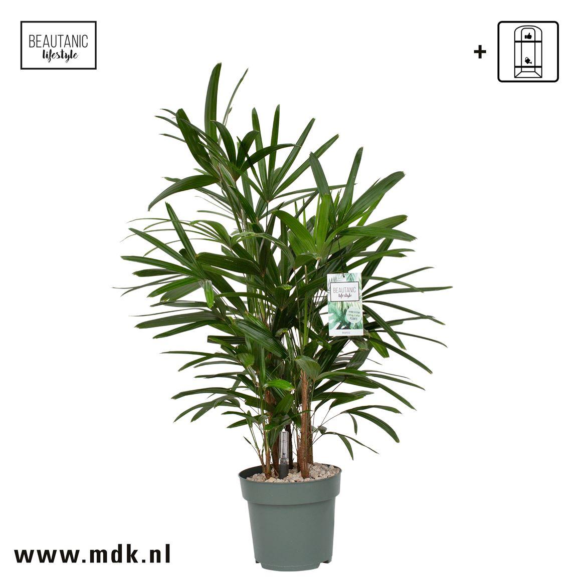 Горшечные цветы и растения оптом Rhapis Excelsa (bark) от 1шт из Голландии с доставкой по России