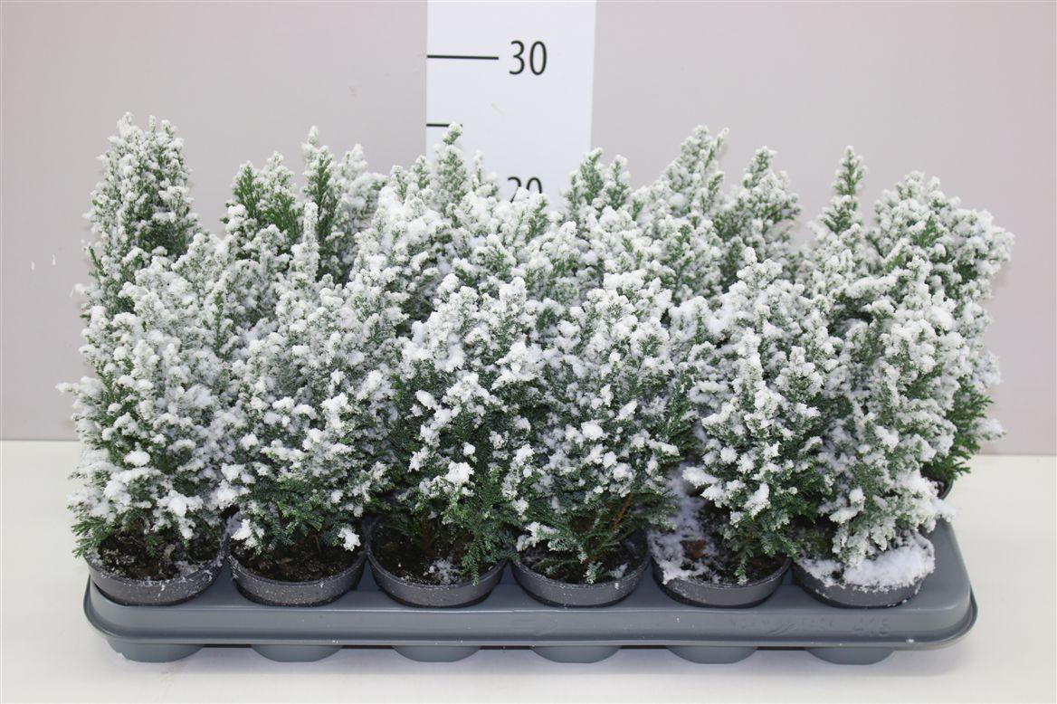 Горшечные цветы и растения оптом Chamaecyparis La Ellwoodii Snow от 18шт (для телеги) из Голландии с доставкой по России