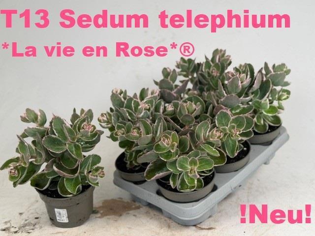 Горшечные цветы и растения оптом Sedum Te Vie En Rose от 6шт из Голландии с доставкой по России
