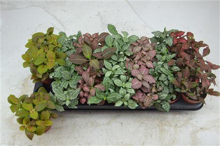 Горшечные цветы и растения оптом Gaultheria Mucronata AAA от 8шт из Голландии с доставкой по России