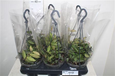 Горшечные цветы и растения оптом Hoya Rosita Hangpotten от 6шт из Голландии с доставкой по России