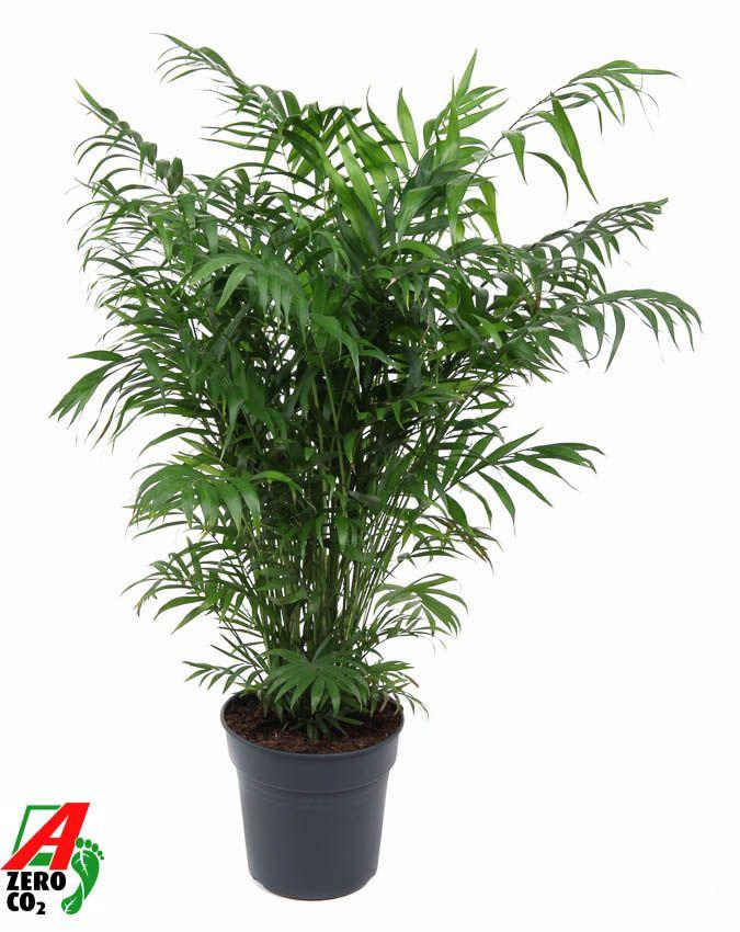Горшечные цветы и растения оптом Chamaedorea Elegans от 1шт из Голландии с доставкой по России