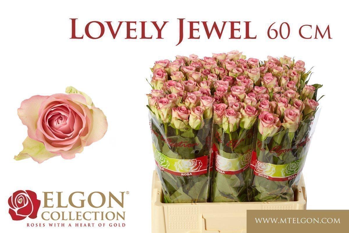 Срезанные цветы оптом Rosa large lovely jewel от 80шт из Голландии с доставкой по России