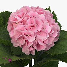 Срезанные цветы оптом Hydrangea lollipop pink от 9шт из Голландии с доставкой по России