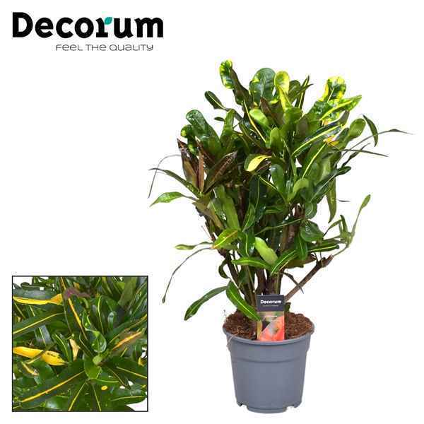 Горшечные цветы и растения оптом Codiaeum Mammi Yellow Branched (decorum) от 1шт из Голландии с доставкой по России