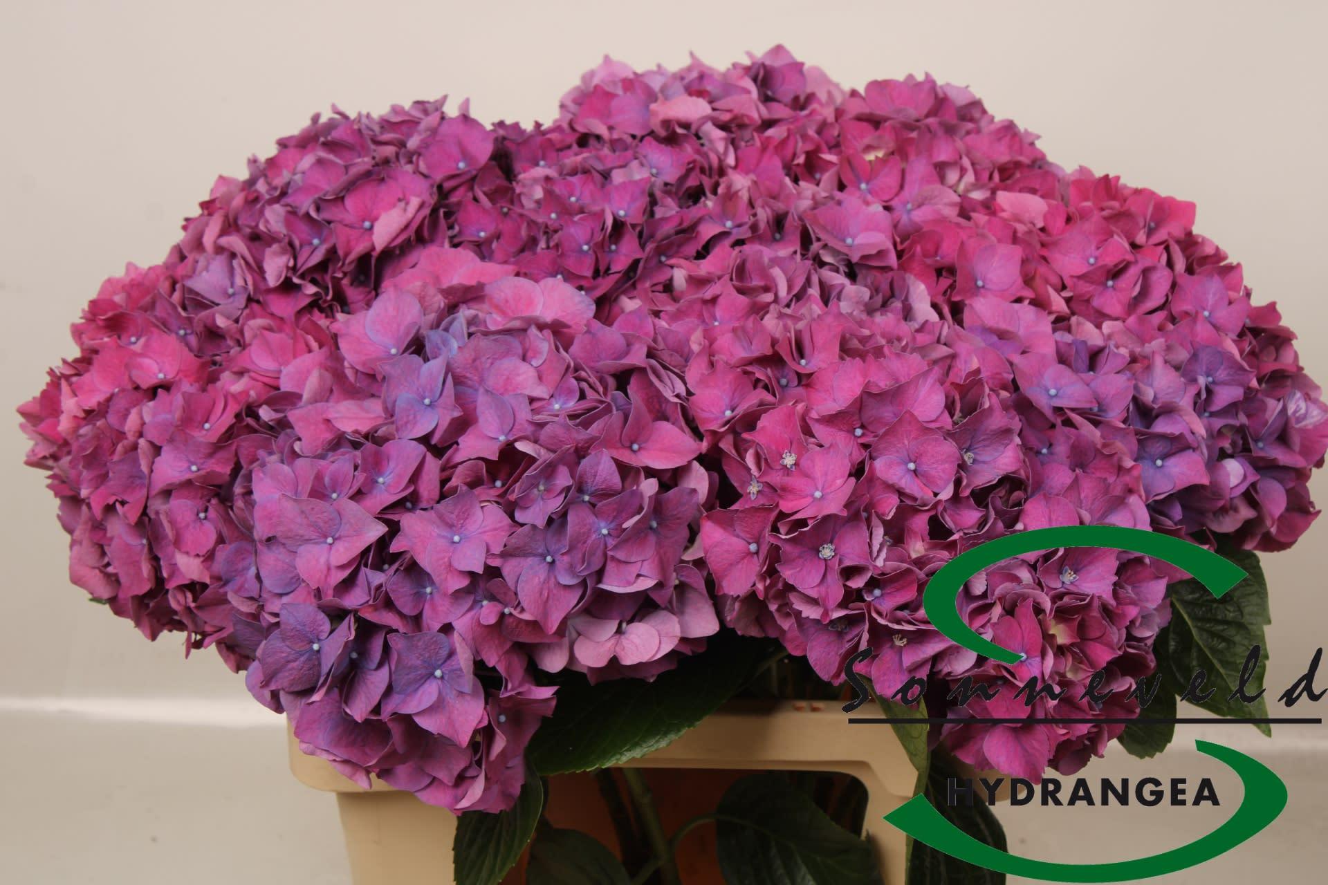 Срезанные цветы оптом Hydrangea glowing alps purple от 10шт. из Голландии с доставкой по России
