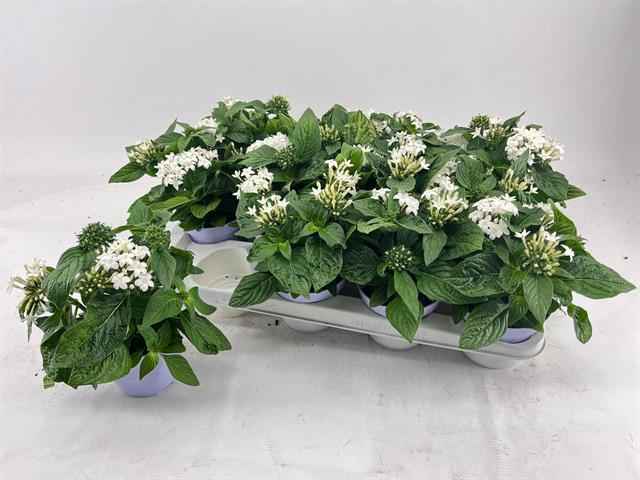 Горшечные цветы и растения оптом Pent Graffi White от 12шт из Голландии с доставкой по России