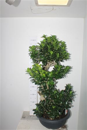 Горшечные цветы и растения оптом Bonsai Ficus Ginseng S-shape 40 Cm от 1шт из Голландии с доставкой по России