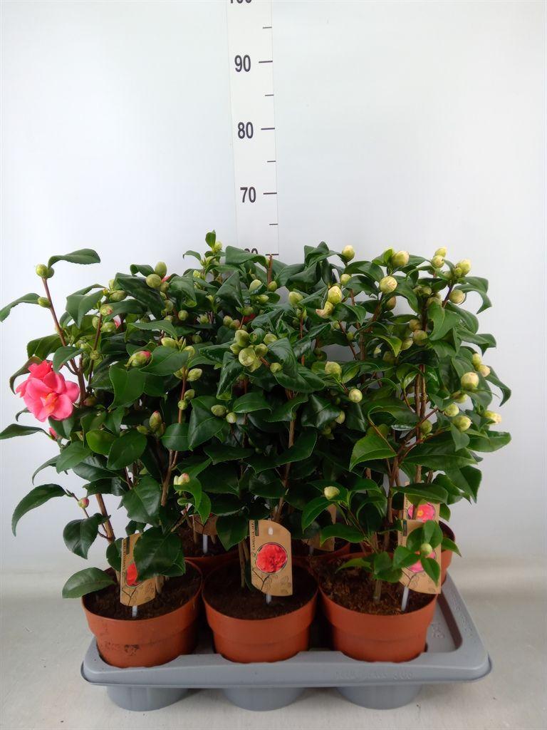 Горшечные цветы и растения оптом Camellia Japonica Mix 20+ от 6шт из Голландии с доставкой по России Горшечные цветы и растения оптом Camellia Japonica Mix 20+ от 6шт из Голландии с доставкой по России