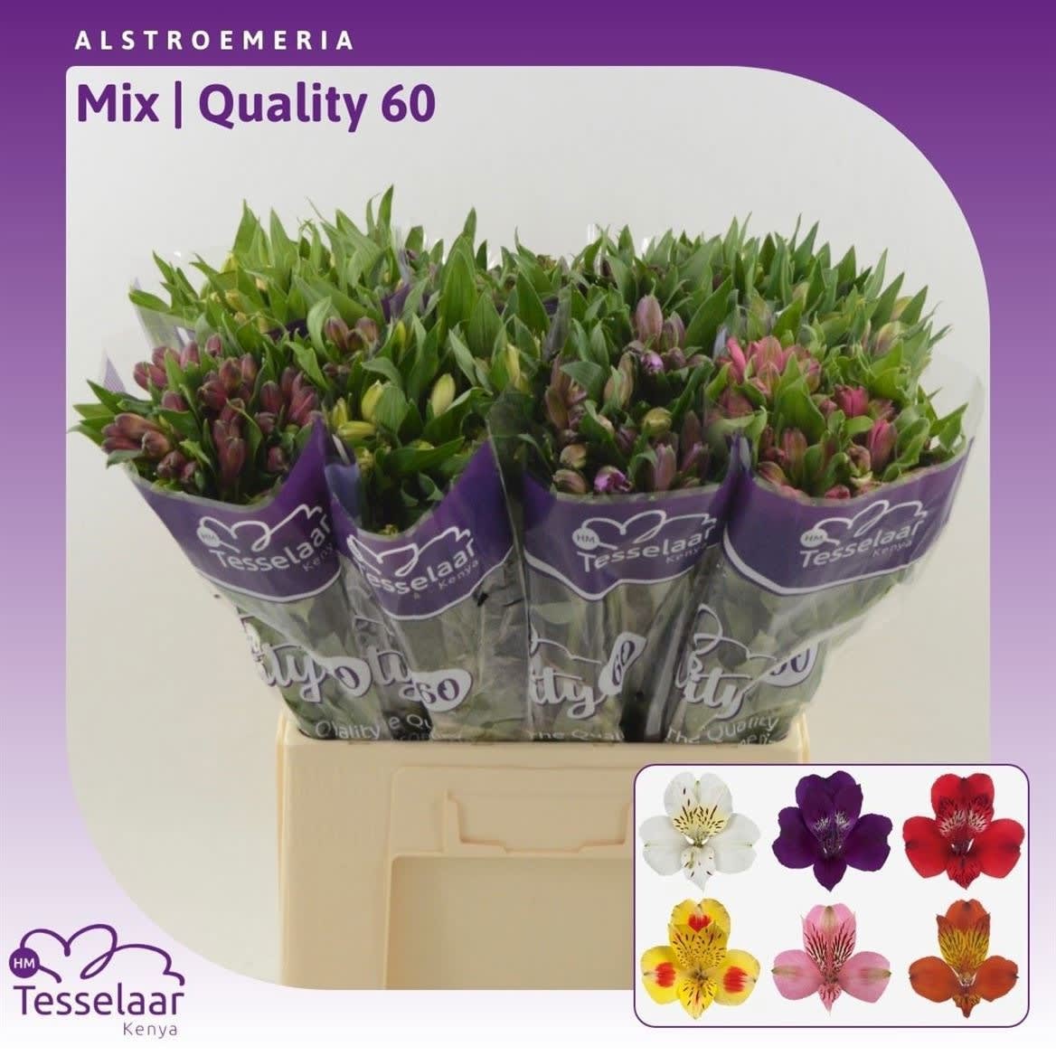 Срезанные цветы оптом Alstroemeria mix in bucket от 80шт из Голландии с доставкой по России