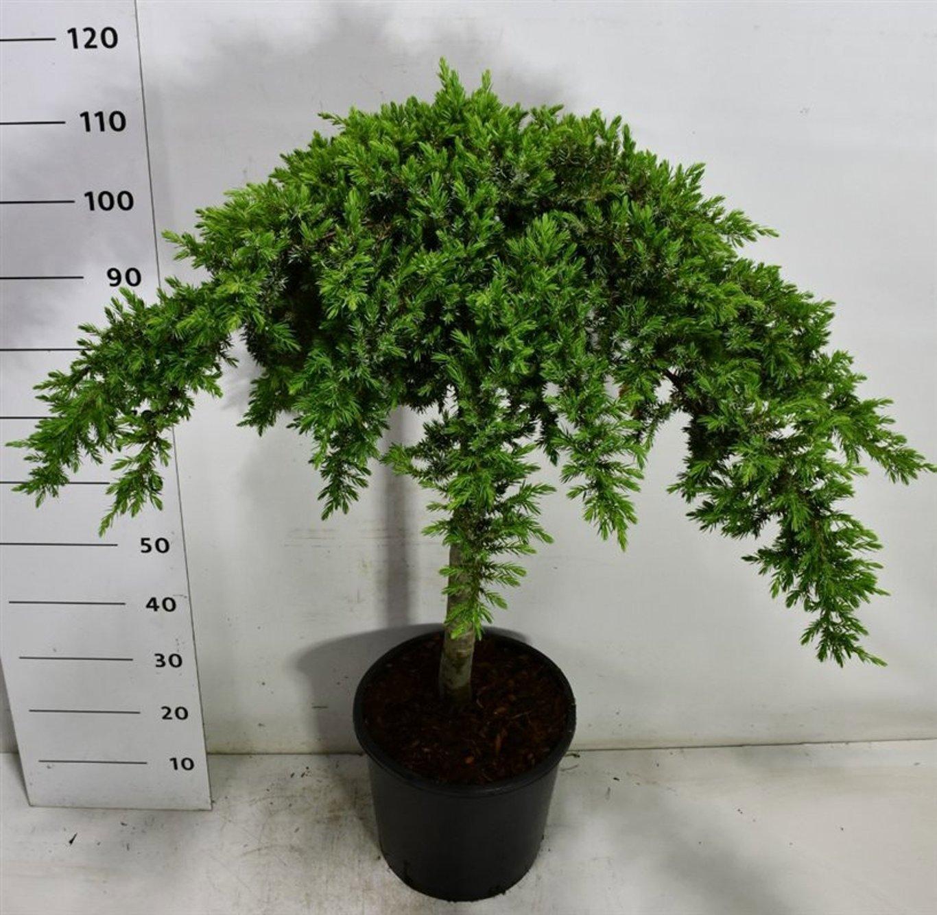 Горшечные цветы и растения оптом Juniperus Conf Schlager On Stem от 1шт из Голландии с доставкой по России