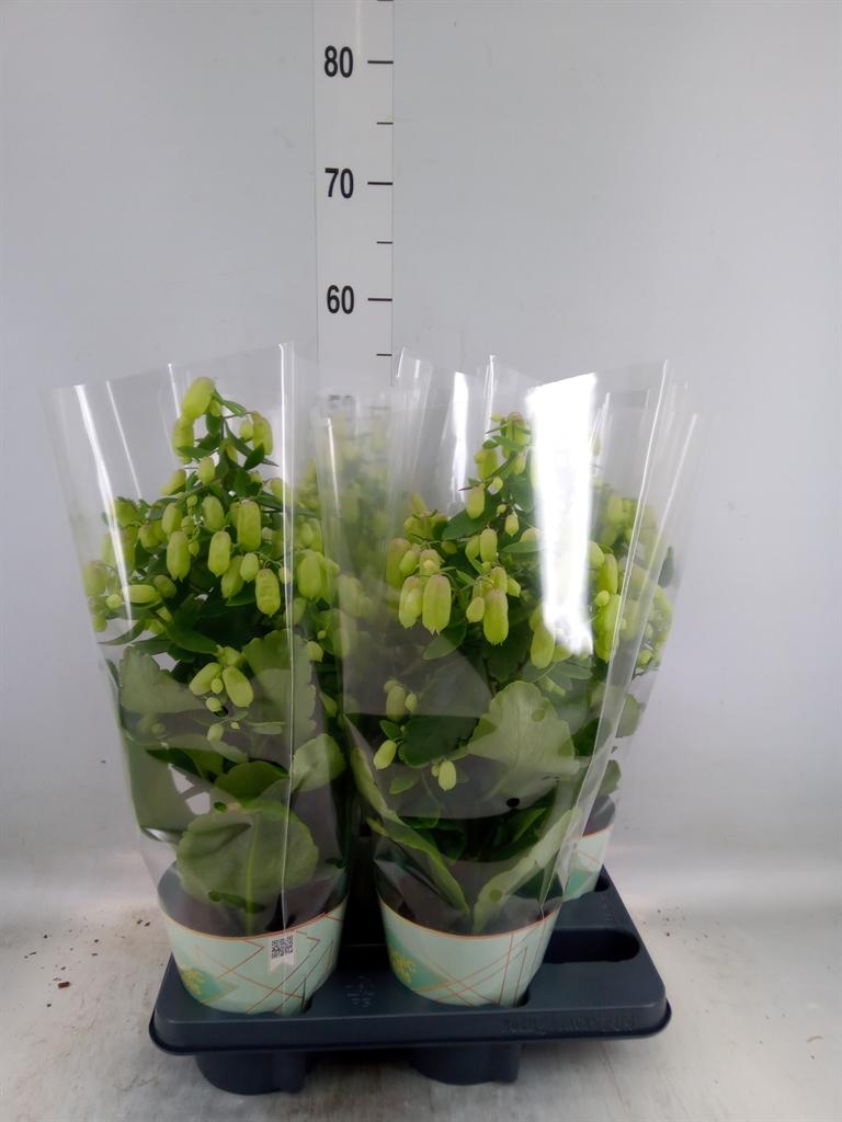 Горшечные цветы и растения оптом Kalan Magic Bell от 4шт из Голландии с доставкой по России