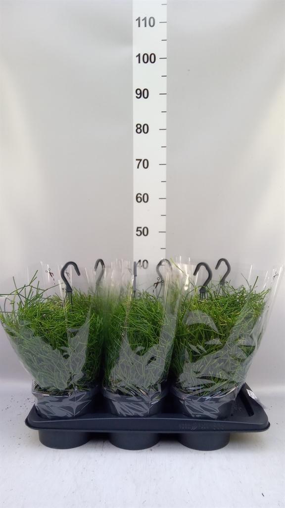 Горшечные цветы и растения оптом Rhipsalis Clavata easy Sweety от 6шт из Голландии с доставкой по России