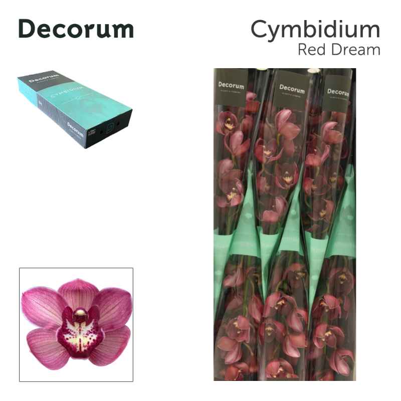 Срезанные цветы оптом Cymbidium red dream от 6шт из Голландии с доставкой по России