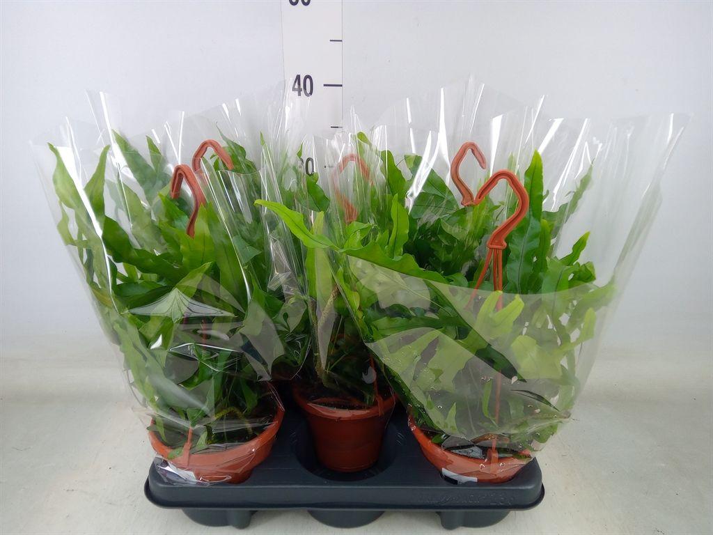 Горшечные цветы и растения оптом Microsorum Diversifolium от 5шт из Голландии с доставкой по России