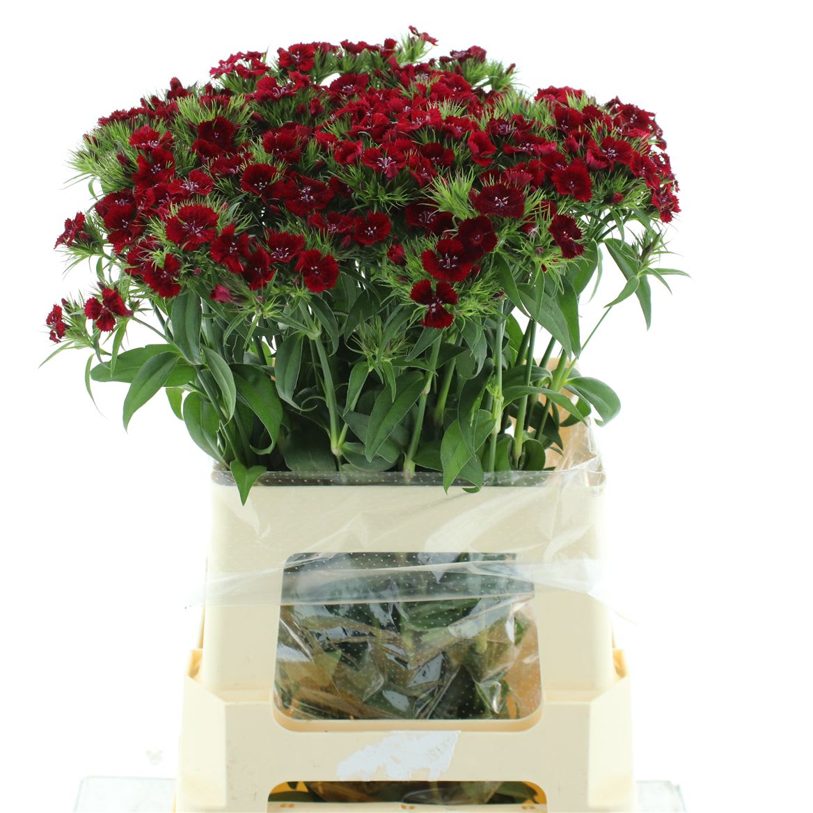 Срезанные цветы оптом Dianthus br sweet will red от 50шт из Голландии с доставкой по России