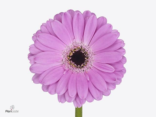 Срезанные цветы оптом Germini diamond lois от 80шт из Голландии с доставкой по России