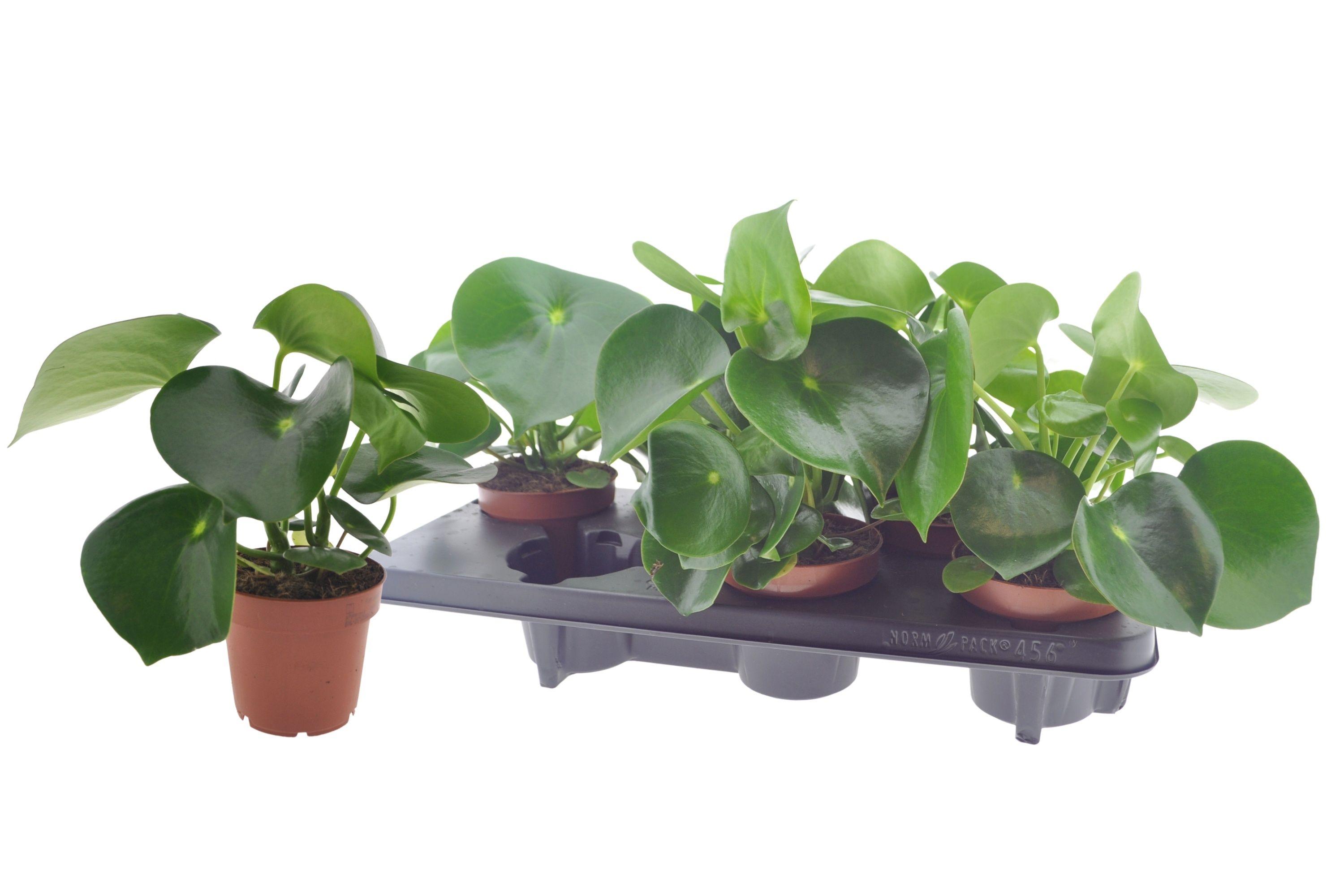 Горшечные цветы и растения оптом Peperomia Raindrop от 6шт из Голландии с доставкой по России