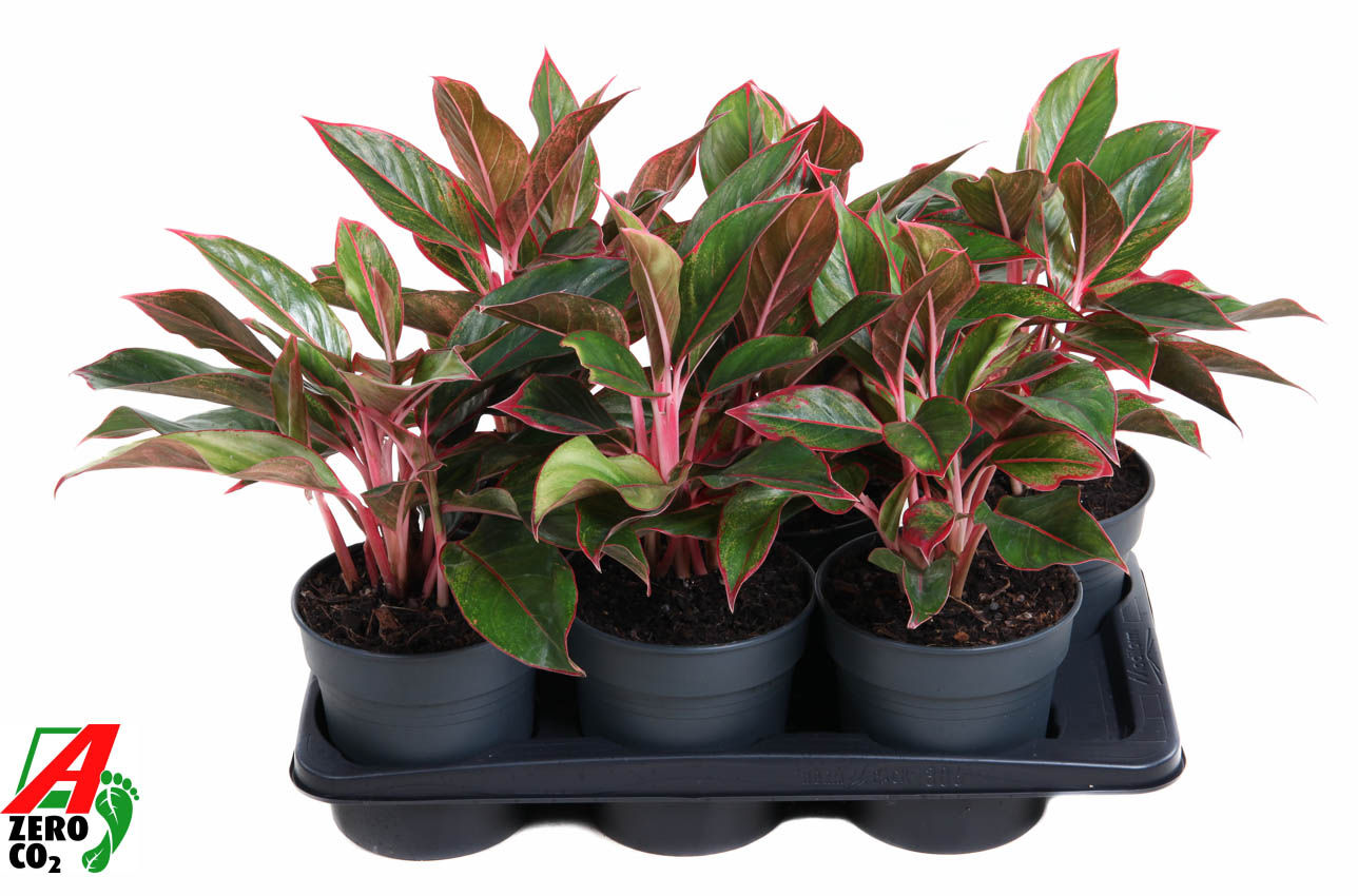 Горшечные цветы и растения оптом Aglaonema Siam Red от 6шт из Голландии с доставкой по России