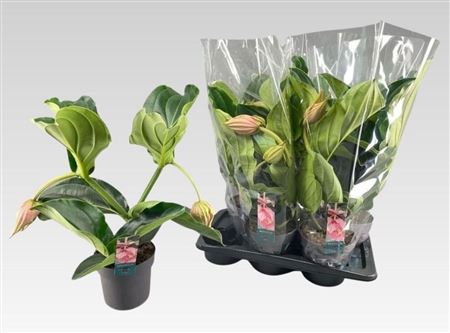 Горшечные цветы и растения оптом Medinilla Magnifica Flower Buds 2+ от 6шт из Голландии с доставкой по России