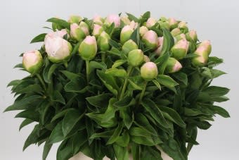 Срезанные цветы оптом Paeonia princess bride от 40шт из Голландии с доставкой по России