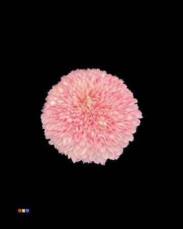 Срезанные цветы оптом Chrys bl paint superbowl pastel pink от 10шт из Голландии с доставкой по России