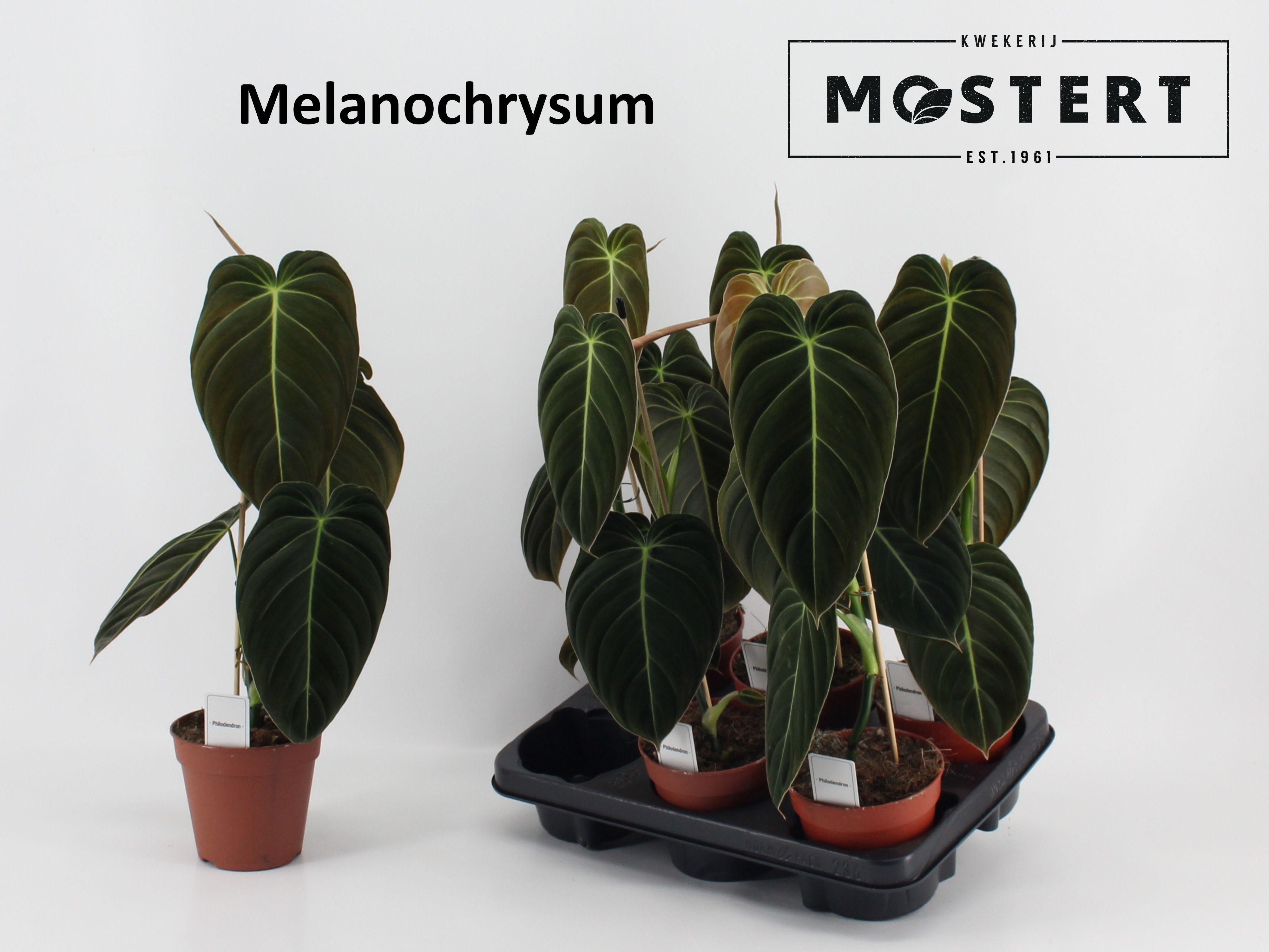 Горшечные цветы и растения оптом Phil Melanochrysum от 6шт из Голландии с доставкой по России