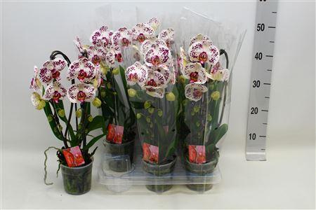 Горшечные цветы и растения оптом Phal El Magic Art Cascade 2 Branches 16+ A от 6шт из Голландии с доставкой по России