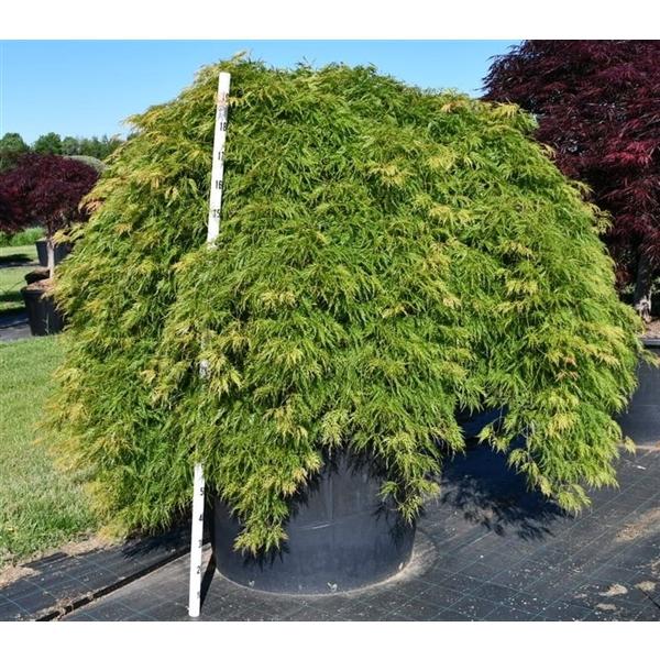 Горшечные цветы и растения оптом Acer Palm Green Lace On Stem от 1шт из Голландии с доставкой по России