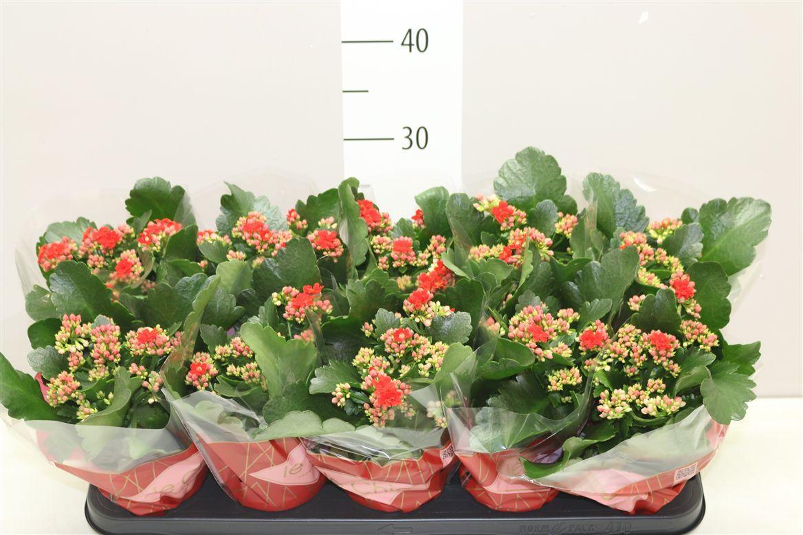 Горшечные цветы и растения оптом Kalanchoe Rosalina Rood Le Chic от 10шт из Голландии с доставкой по России