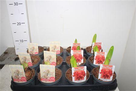 Горшечные цветы и растения оптом Hipp Gem 4 1 Branche от 12шт (для телеги) из Голландии с доставкой по России