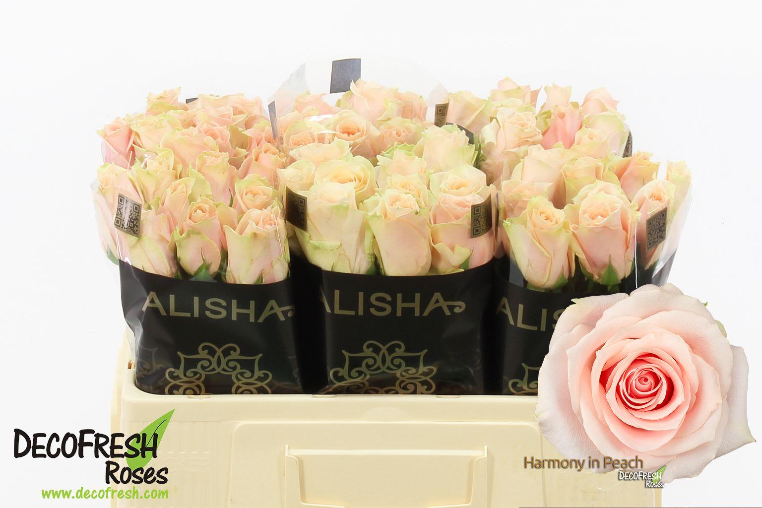 Срезанные цветы оптом Rosa large harmony in peach от 60шт. из Голландии с доставкой по России