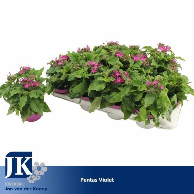 Горшечные цветы и растения оптом Pent Graffi Violet от 12шт из Голландии с доставкой по России