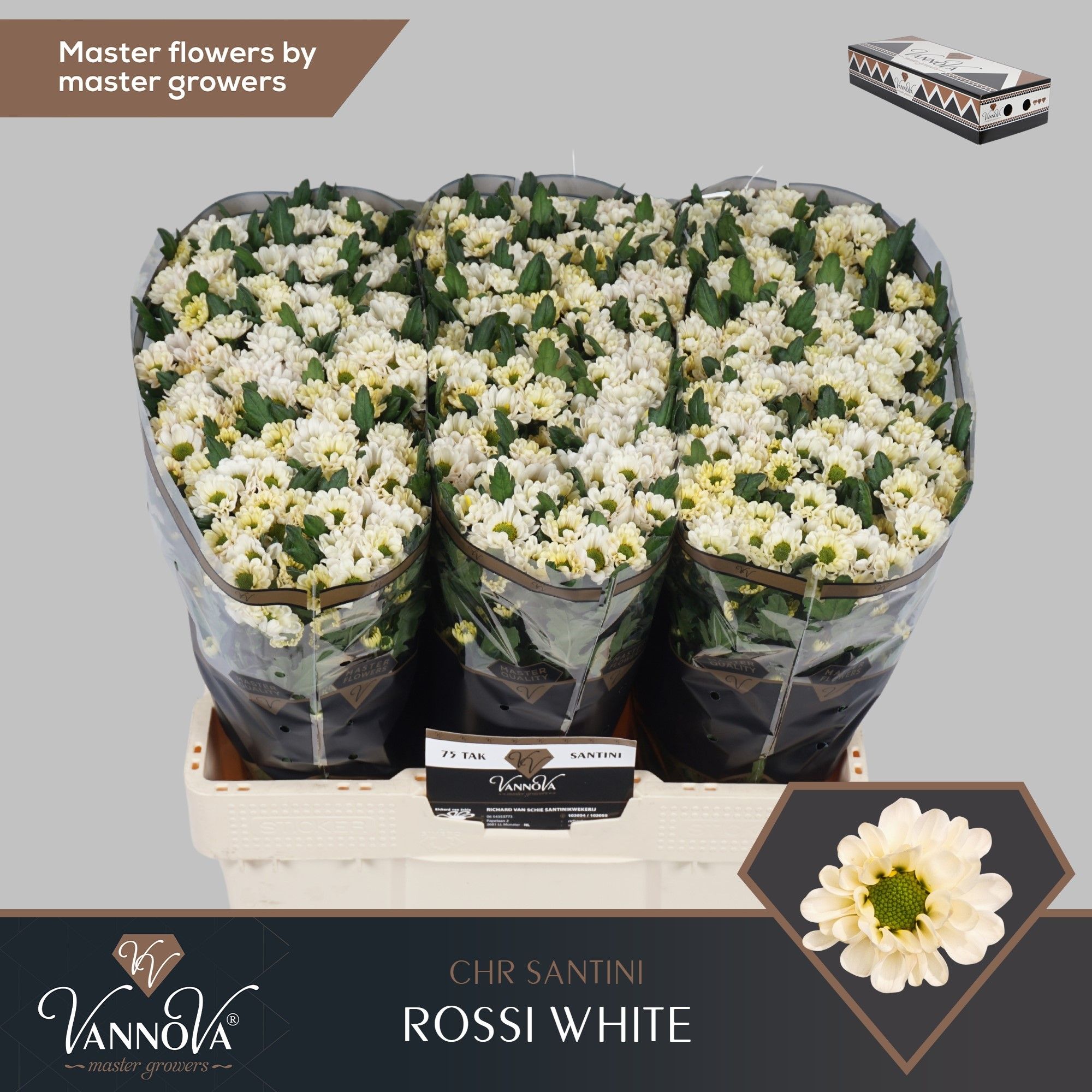 Срезанные цветы оптом Chrys sa rossi white A от 75шт из Голландии с доставкой по России