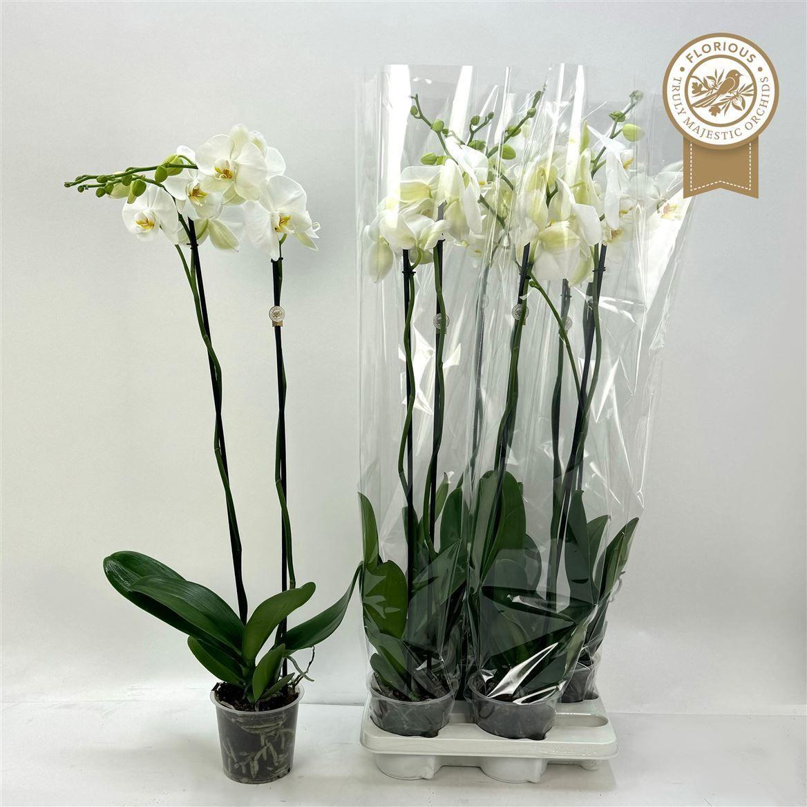 Горшечные цветы и растения оптом Phal 2st White 18+ (florious) от 4шт из Голландии с доставкой по России