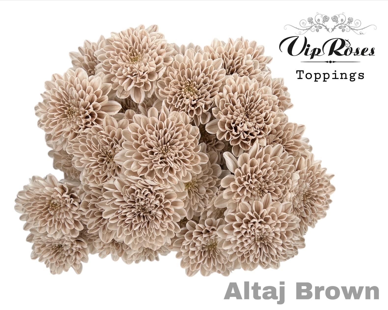 Срезанные цветы оптом Chrys sp paint altaj brown от 20шт из Голландии с доставкой по России