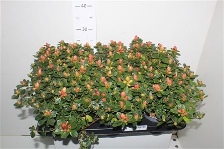 Горшечные цветы и растения оптом Rhodo Si Sachs Mixk от 6шт из Голландии с доставкой по России