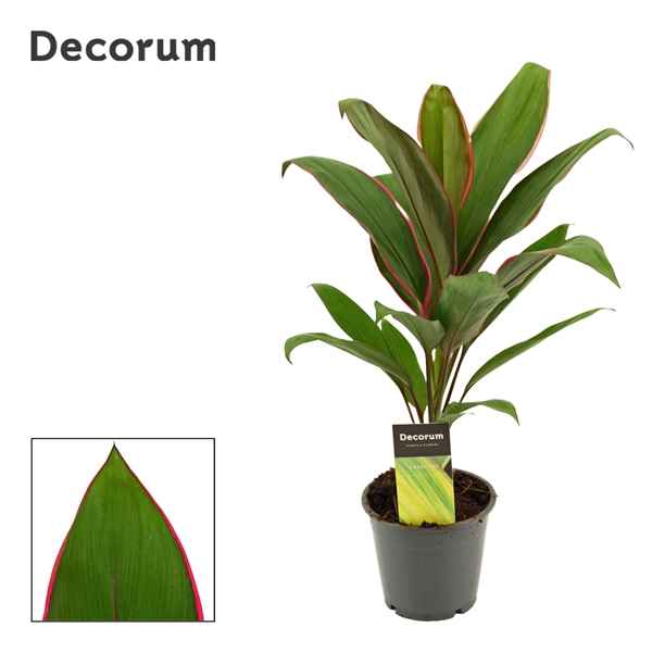 Горшечные цветы и растения оптом Cordyline Salsa (decorum) от 10шт из Голландии с доставкой по России